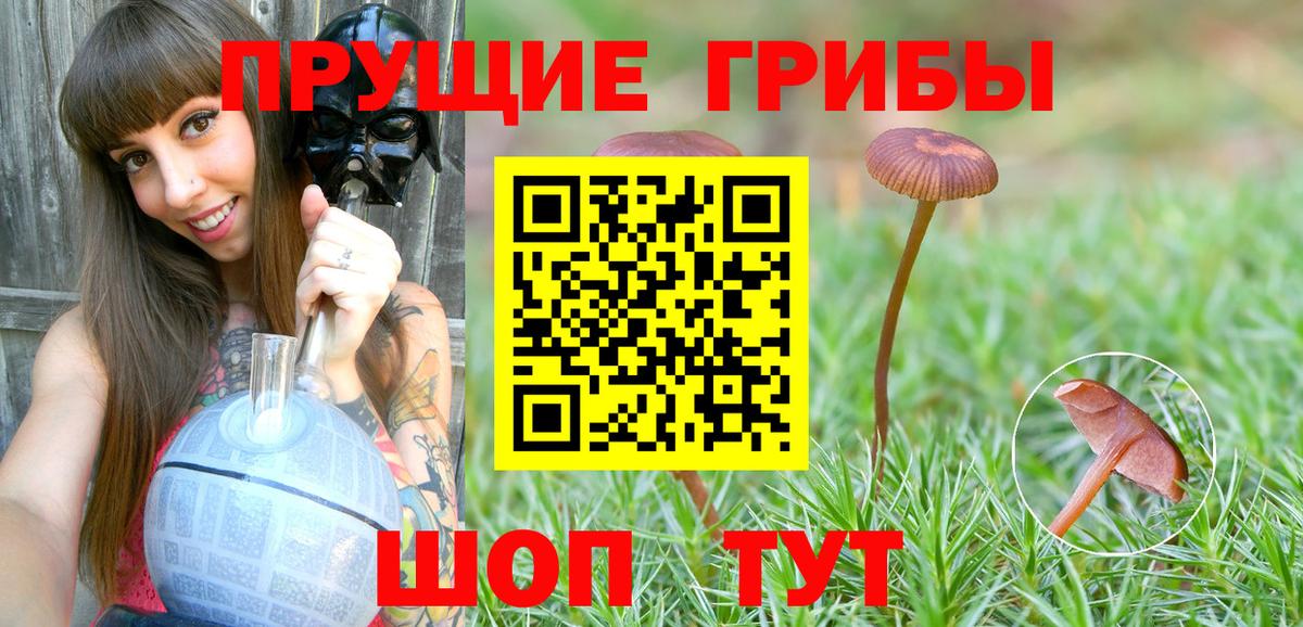 Псилоцибиновые грибы Psilocybe Ярославль